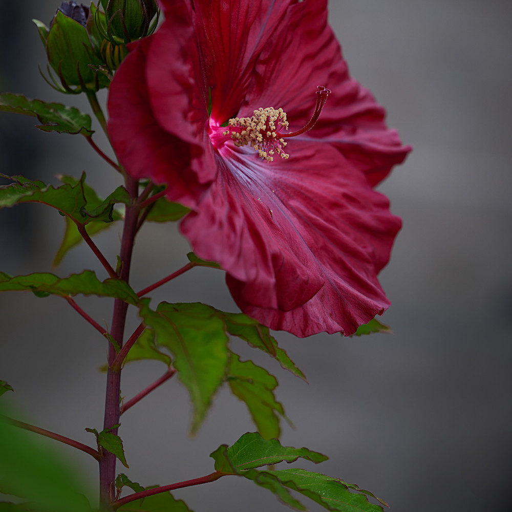 Flowers and Floral Art