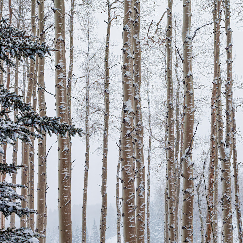Trees, Water, Sand and Mountains