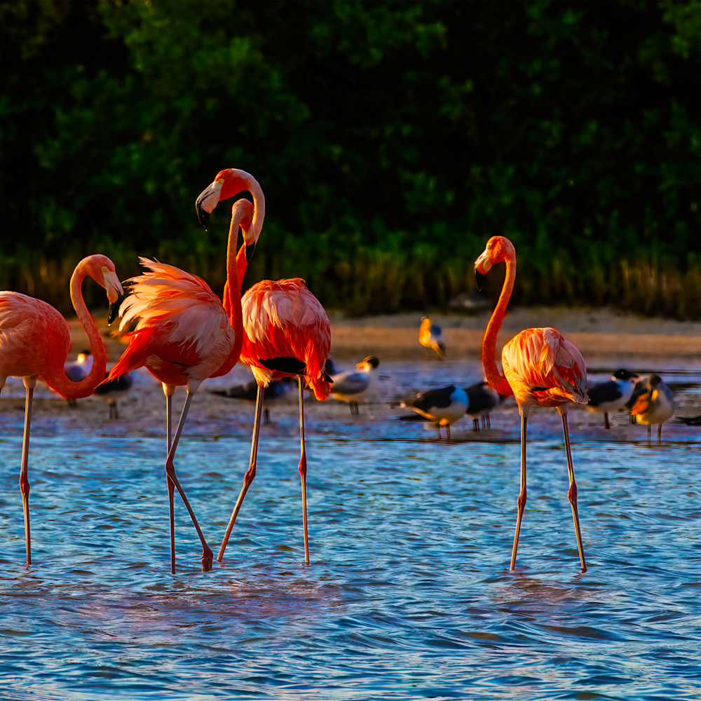 OPEN EDITIONS-Soaring Wings-Birds in Flight