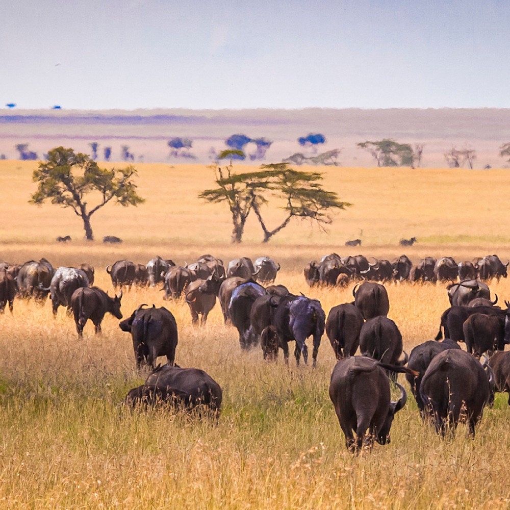 [Calendar] Africa Wildlife