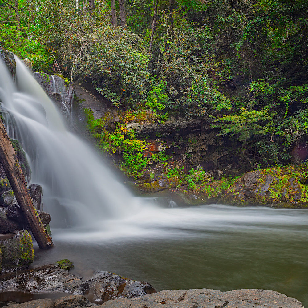 Forests and Waterfalls