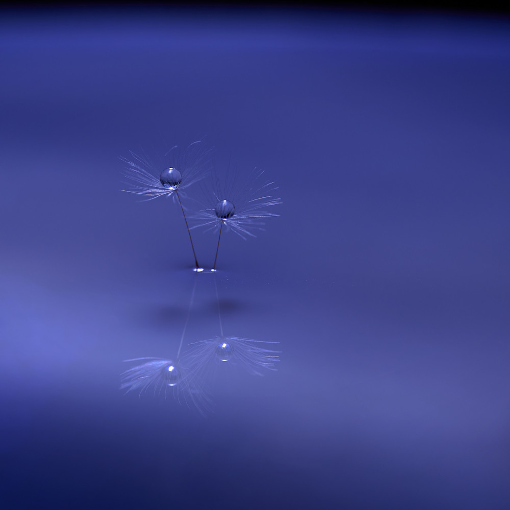 Macro - Micro - Floral