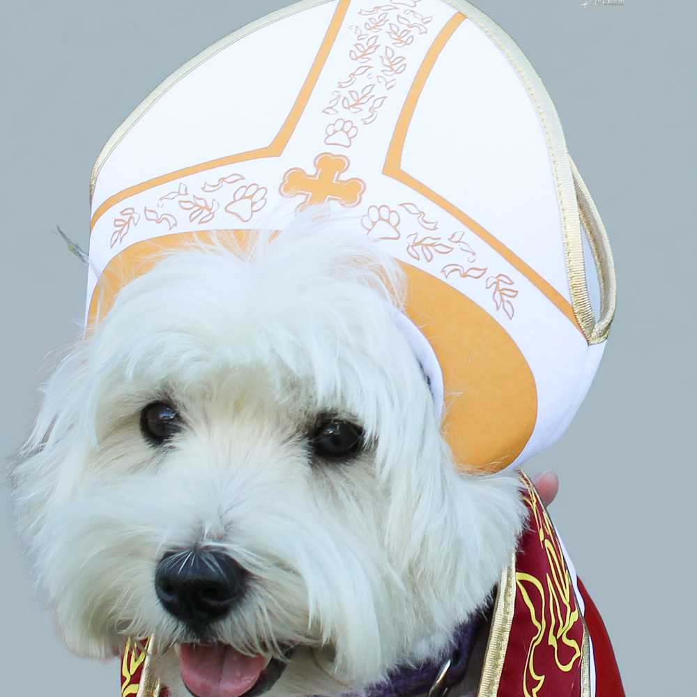 Whiskers and Waggers Photoshoots