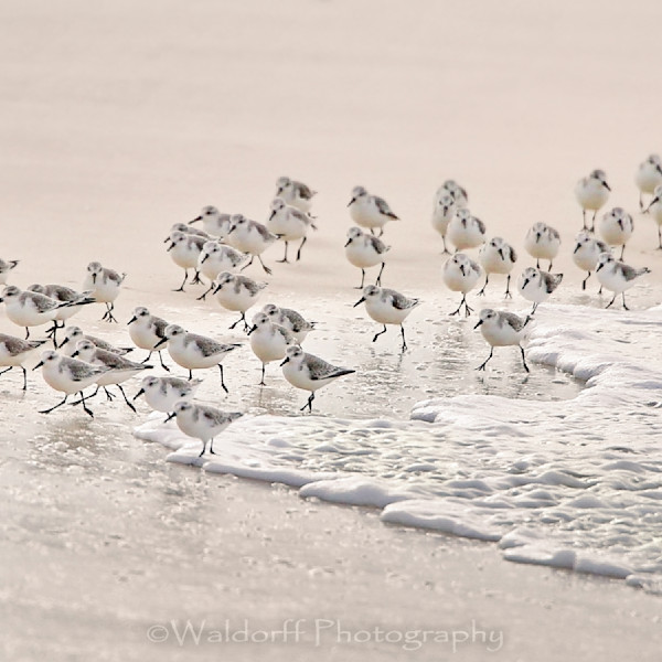 Sand Pipers and Shorebirds
