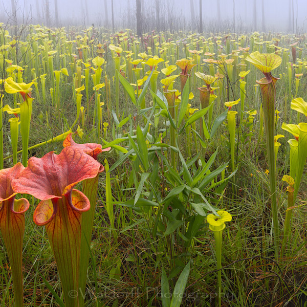Pitcher Plants