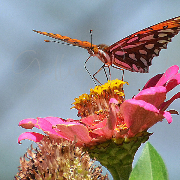  Frank Sandez Photography 