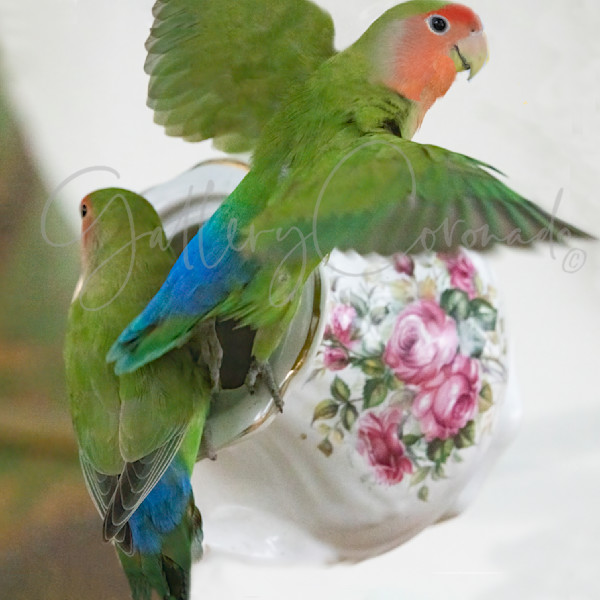 Patricia Lam Photography   