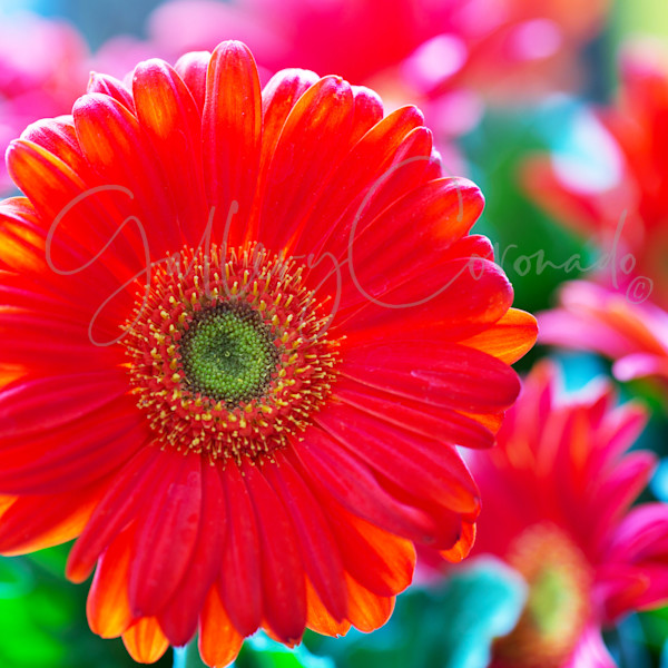 David Duane Photography