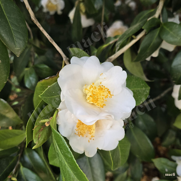 Flowers and Greenery 