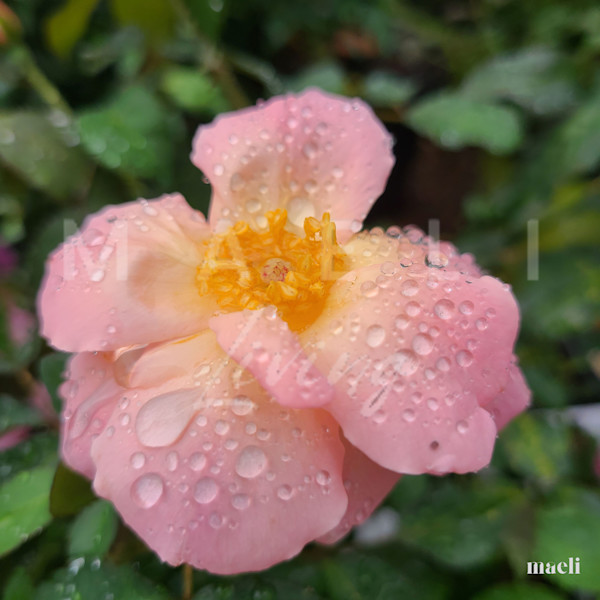 Flowers and Greenery 