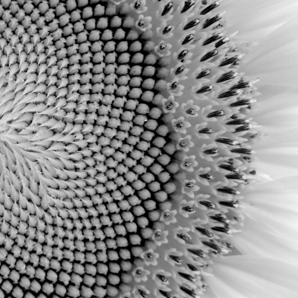 Floral Photography