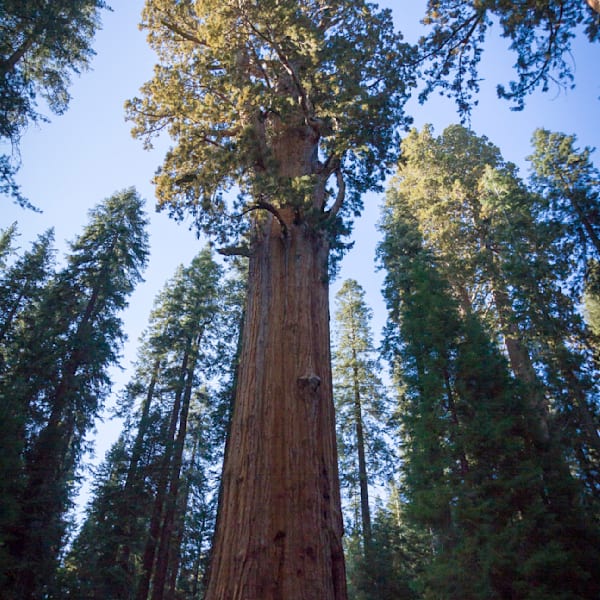 Sequoia