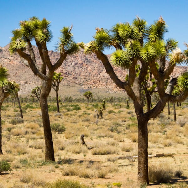 Joshua Tree
