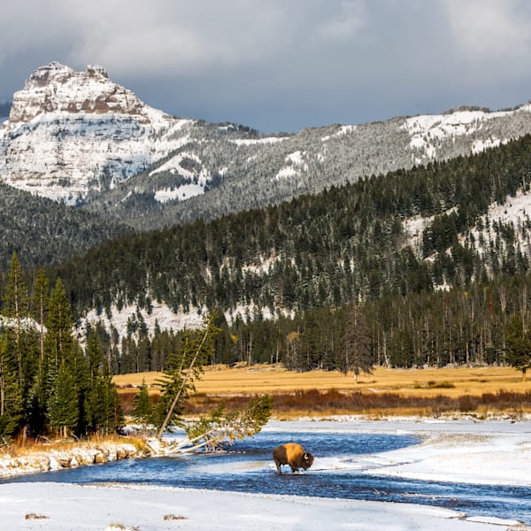 Yellowstone And Grand Tetons Wildlife and Landscapes