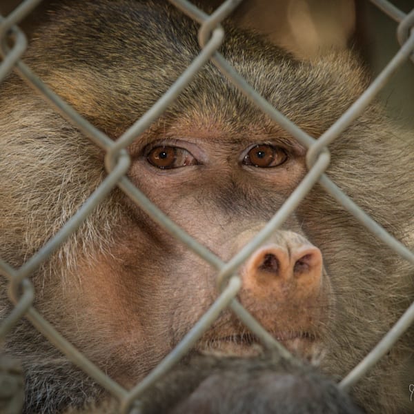 Life Behind Bars  VOL.1 (Photos)