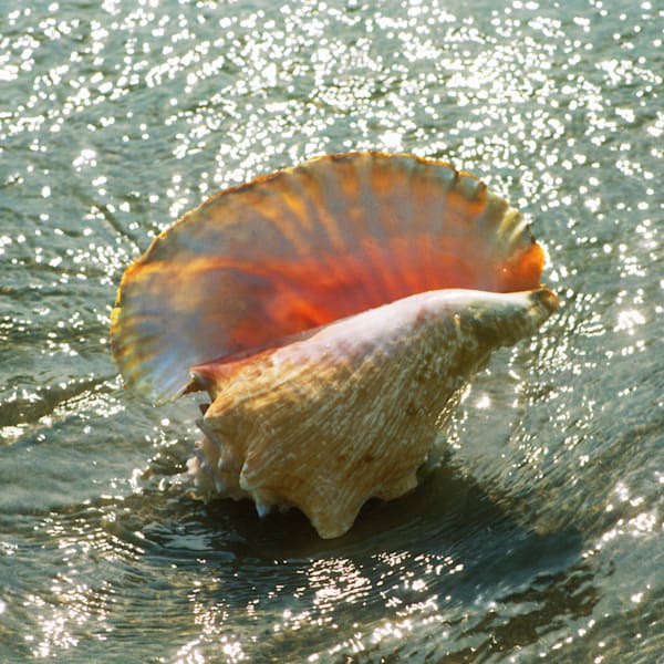 Sea Shells & Sea Life
