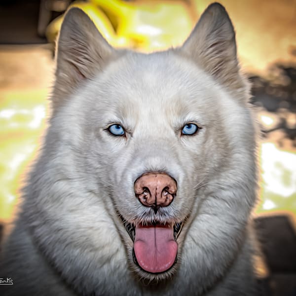 Painted 'Doggie' Photos