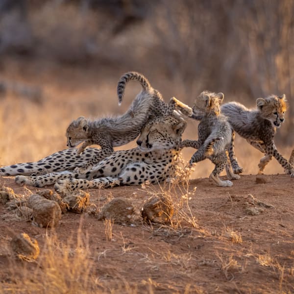 Cheetahs