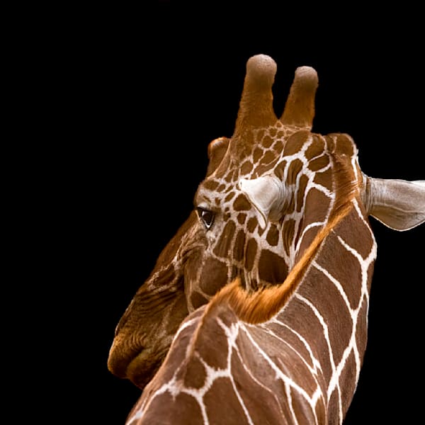 Artsy Images of Nature