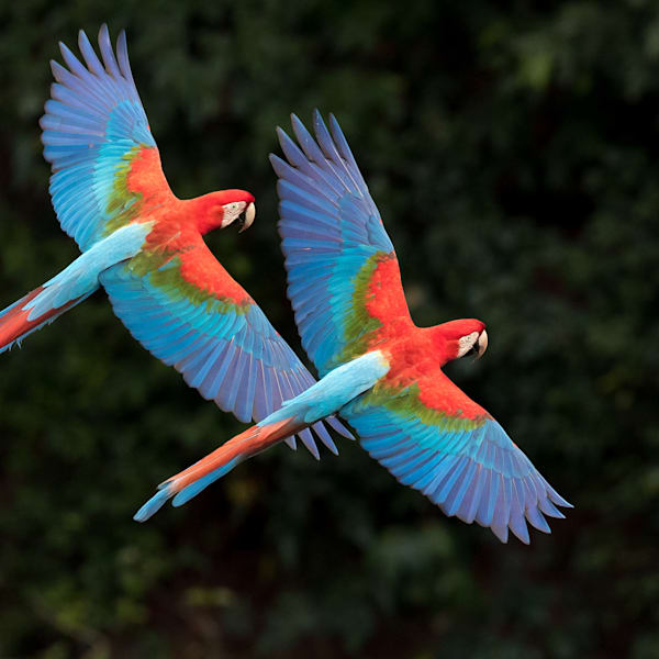 Gorgeous Birds