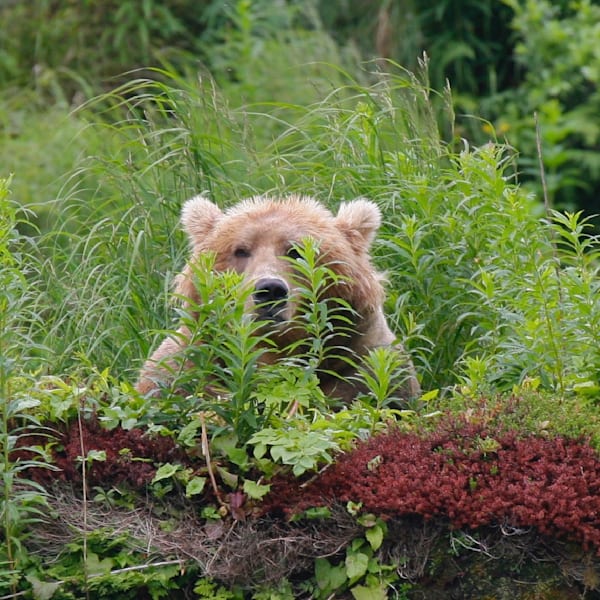 Bears