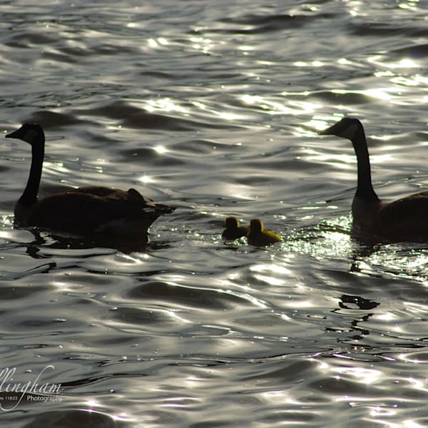 Blooming and Soaring