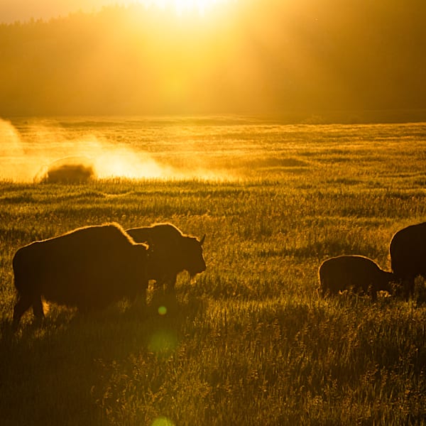 Bison at sunrise