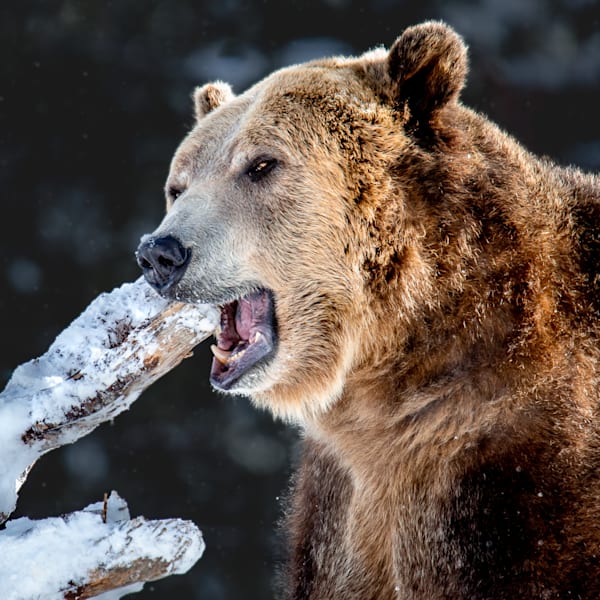 Brown + Black Bears