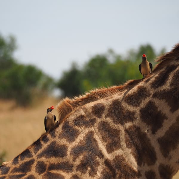 Creatures of Land and Sea