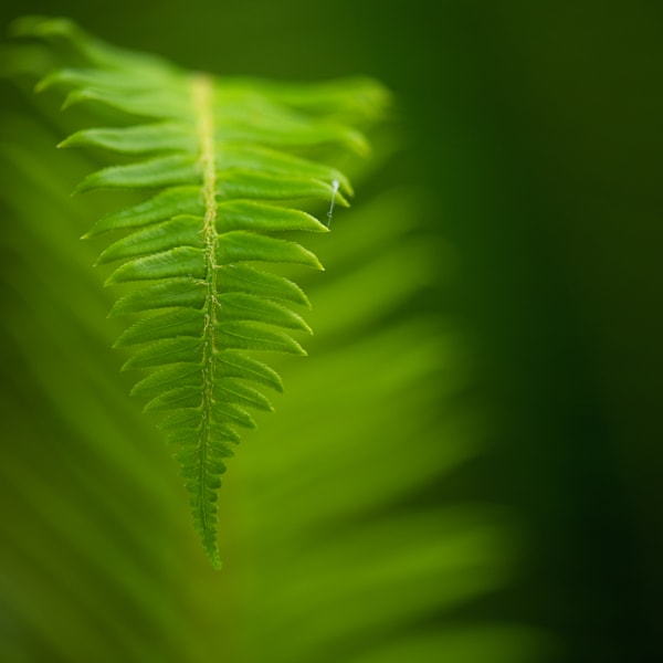 Ferns, Leaves and Trees