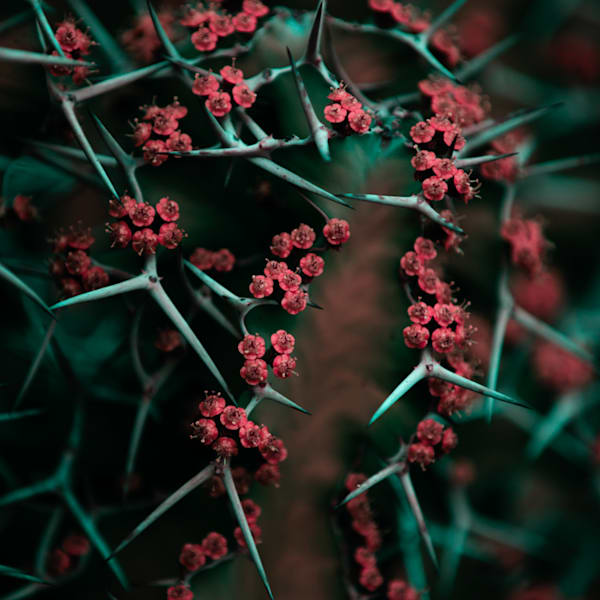 Euphorbia Grandicornis in Color
