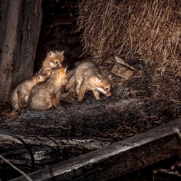 Coyotes + Fox