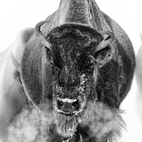 Bison, Big Horns & Bull Elk &Moose