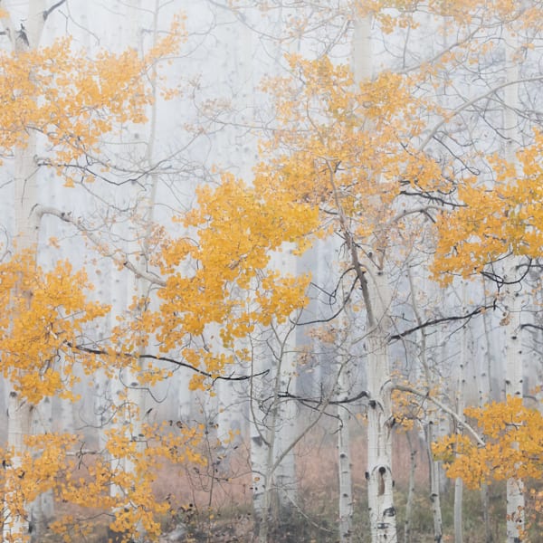 Aspen Groves