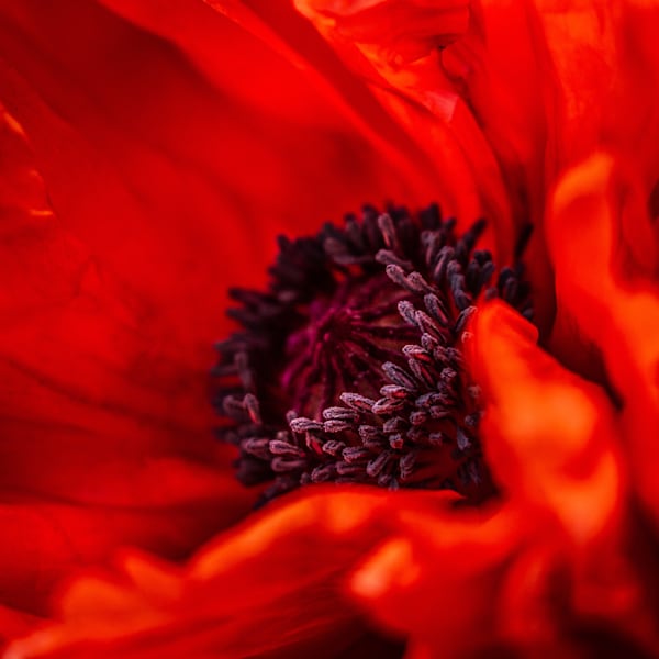 Summer Flowers