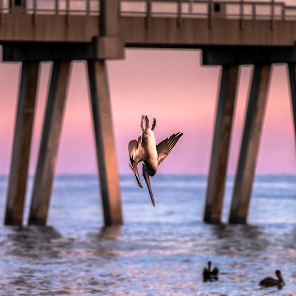 Wildlife