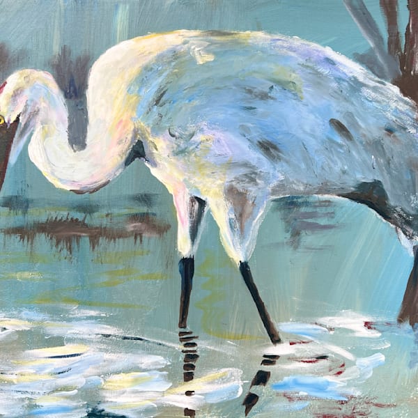 Five egrets and a Whooping Crane