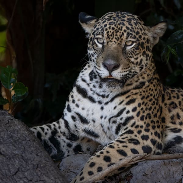 Jaguars