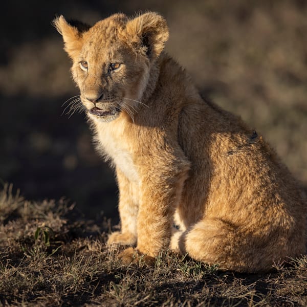 Lions