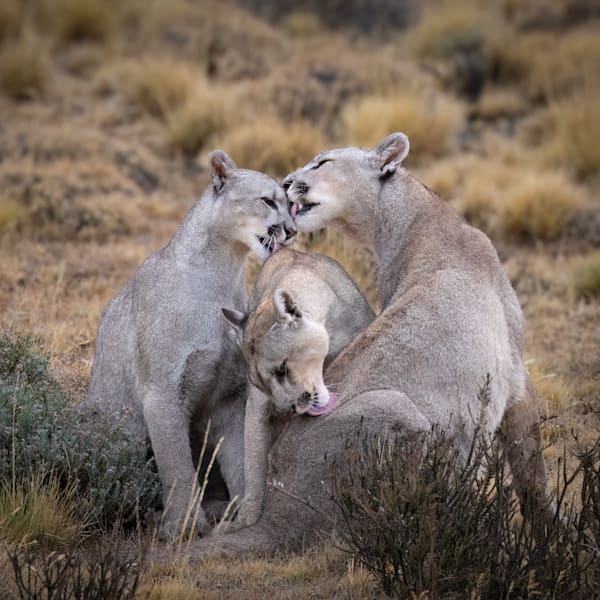 Pumas