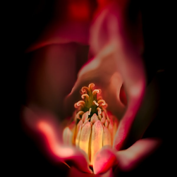 Magnolias