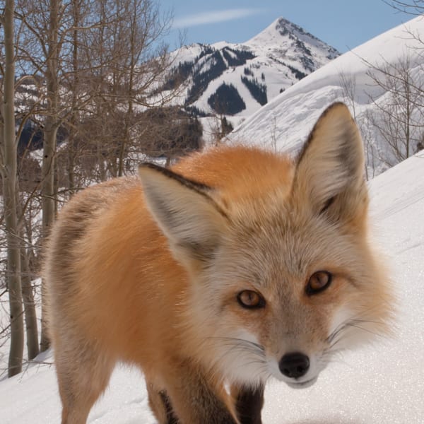 Wildlife