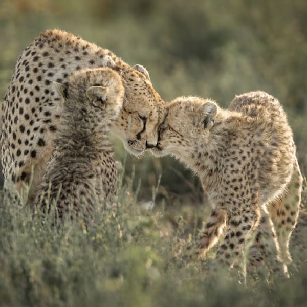 Cheetahs