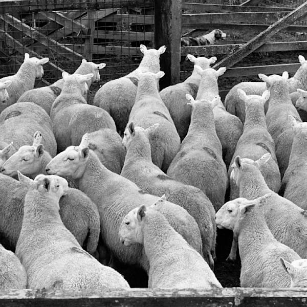 Animals