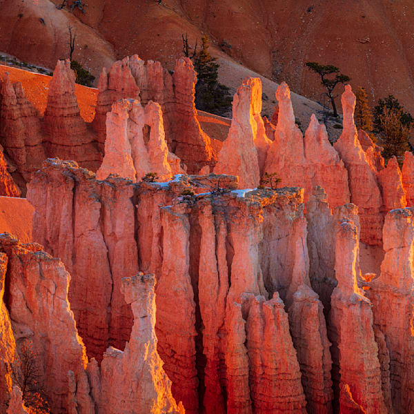 Bryce Canyon Hoodoos