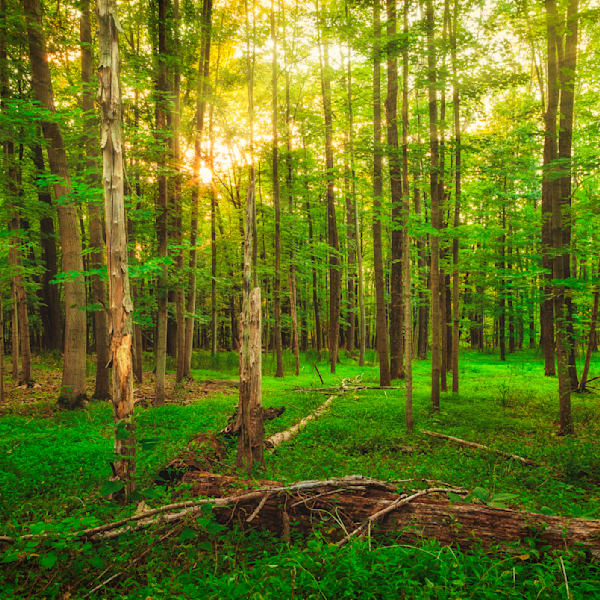 Forest Trails & Woodlands