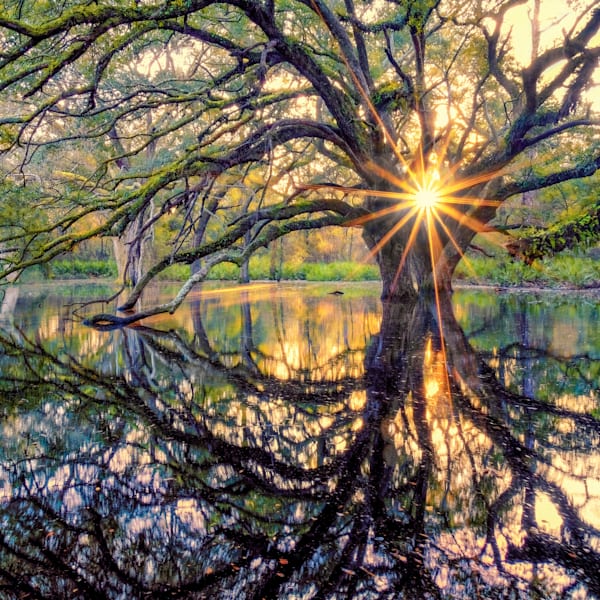 Verdant Landscapes