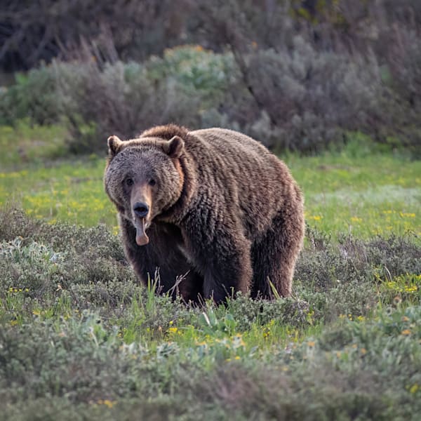 Bears and Polar Bears