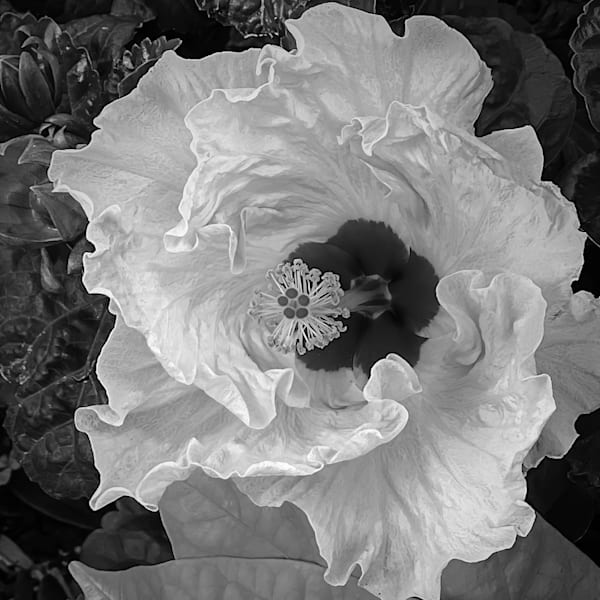 Flowers B&W