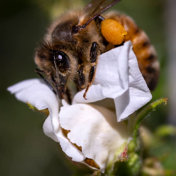 Macro & Animals